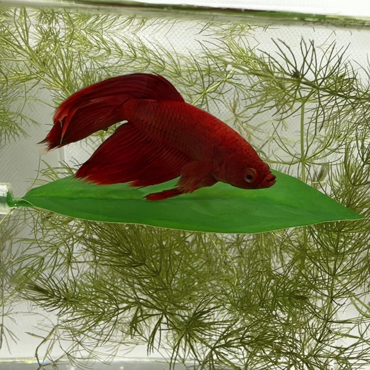 Magnetic Betta Leaf Hammock Bed for Aquariums and Fish Tanks – Essentials for Fish - 2-Pack - image 2