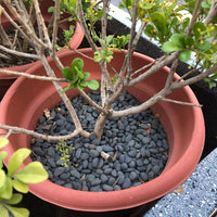 CJGQ Decorative River Rocks Pebbles for Succulents - 7lb / Black-Medium - image 4
