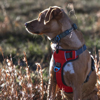 Embark No Pull Dog Harness, Reflective Adjustable Training Vest - M / Red - image 2