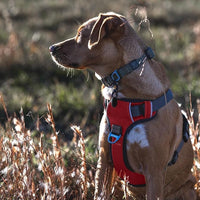 Embark Adventure Dog Harness, Reflective Trim No Pull Dog Harnesses for Small Sized Dogs - Military Grade Nylon, Front Clip with Gel Lined Handle.