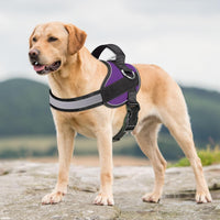 Haapaw Essential Dog Harness - XL / Purple - image 2