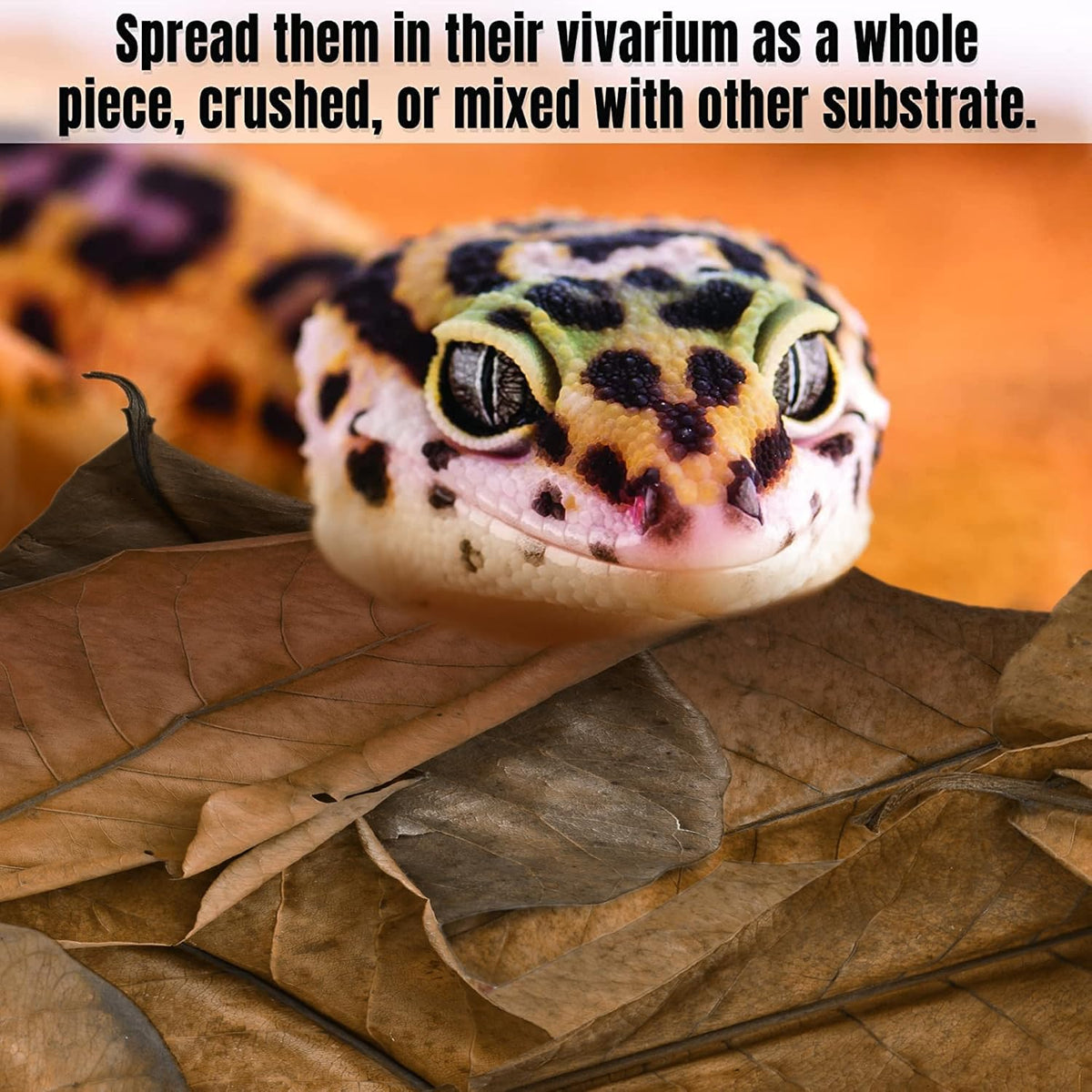 SunGrow Snake Leaf Litter - image 4