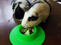 Tip-Proof Ergonomic Pet Bowl for Guinea Pig and Other Small Pets - Small 1/4 cup - image 4