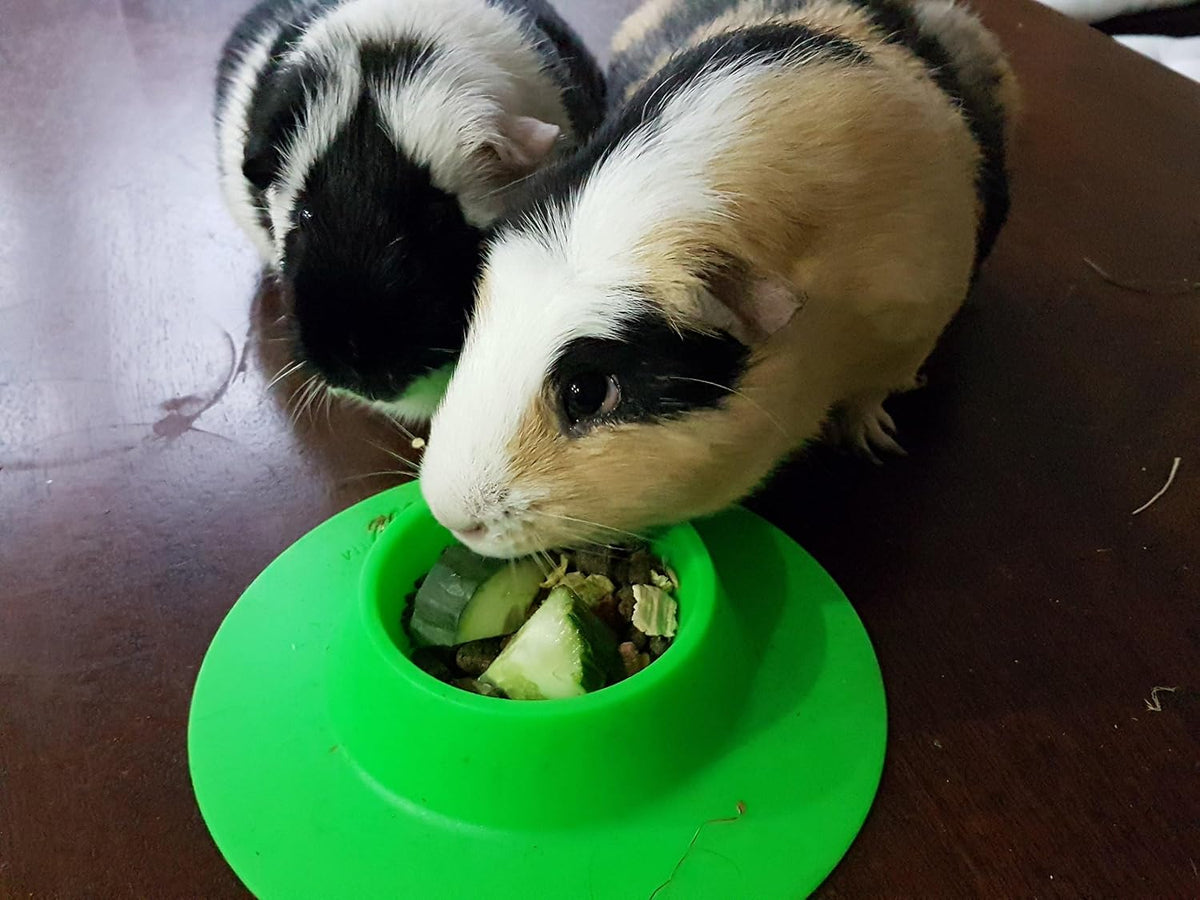 Tip-Proof Ergonomic Pet Bowl for Guinea Pig and Other Small Pets - Small 1/4 cup - image 4