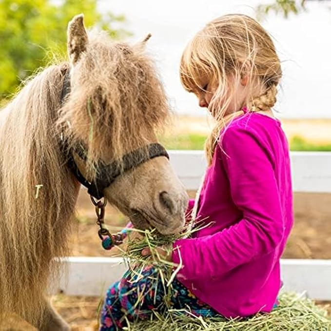 Blue Mountain Hay | Fresh Teff Grass Hay (48 Ounce) | Low NSC, High Fiber, Healthy Weight Management | High-Altitude Hay Pet Food for Rabbits, Guinea Pigs, Chinchillas, Hamsters, and Other Small Pets