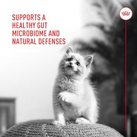 Royal Canin Probiotics for Cats Digestive and Immune Health Powder Supplement for Cats of All Ages, 30 Count