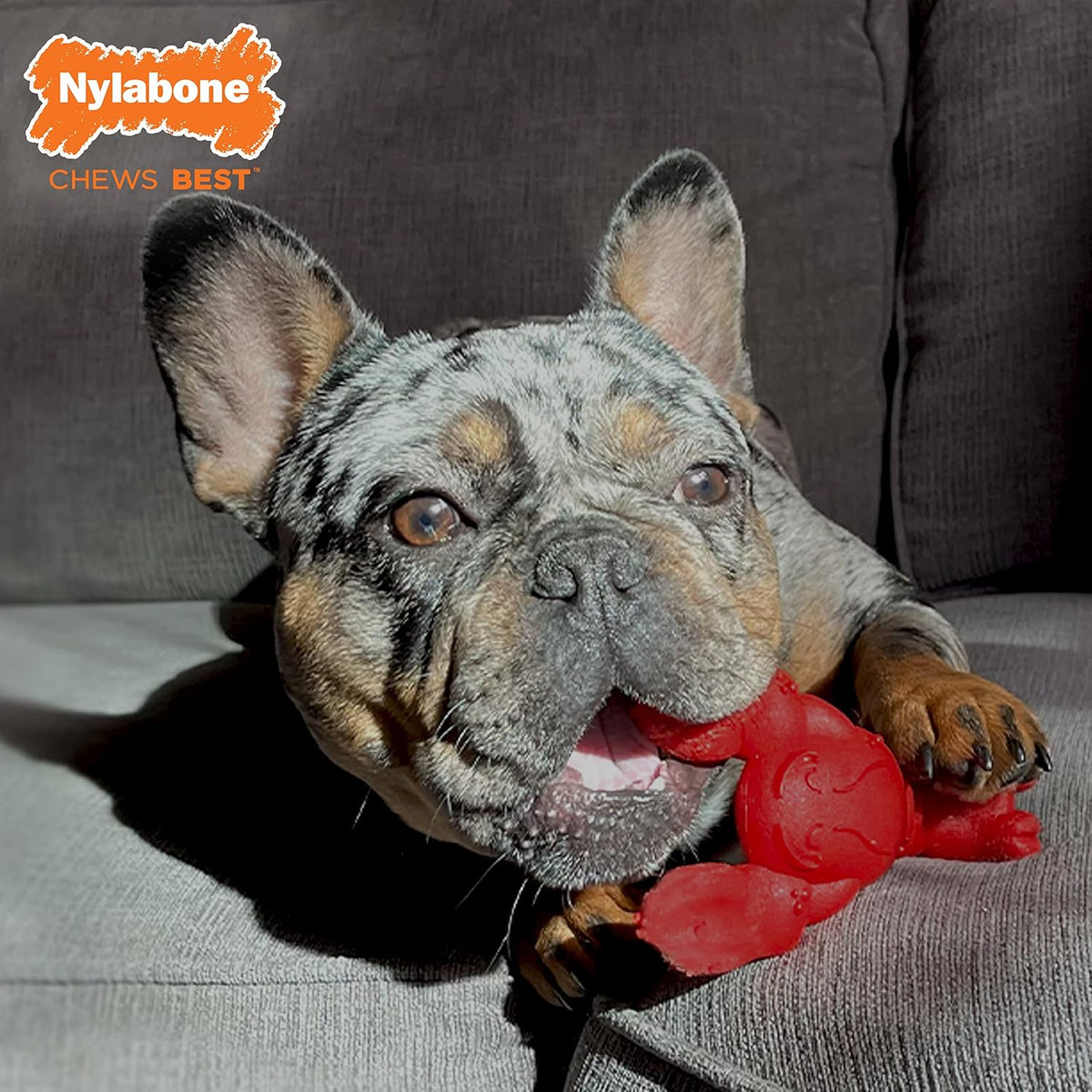 Nylabone Lobster Power Chew Toy for Dogs - Lobster 1 Pack / Small - image 2