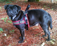 ComfortFlex No-Choke Non-Chafe Sport Dog Harness - XX-Small / Blue Jay - image 4