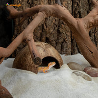2 Pack Natural Coconut Reptile Hideouts, Lizard - Smooth Surface - image 2