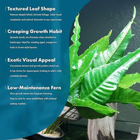 Live Plants - El Niño Fern (Bolbitis heteroclita) - Midground to Background Epiphytic Rhizome for Low to Medium Light Aquascapes - Dark Green, Slow-Growing Accent - Pot