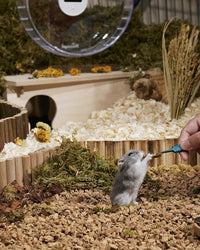 Niteangel Small Animal Snack & Treats - Small Critter Natural Treat for Dwarf Syrian Hamsters Gerbils Mice Sugar Glider Hedgehogs Chickens Birds (Freeze-Dried Grasshopper)