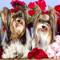 20Pcs Brown Dog Hair Bows with Rubber Bands for Small Medium Dogs – Essentials for Dogs - Red-A327 - image 3