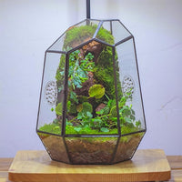 NCYP Closed Geometric Glass Enclosure with Front Opening Door & 2 Vent Holes for Insects, Succulent, Cacti - 7.9"x6.9"x9.8" Black Irregular Terrarium Planter - Home Garden Tabletop Decor (No Plants)