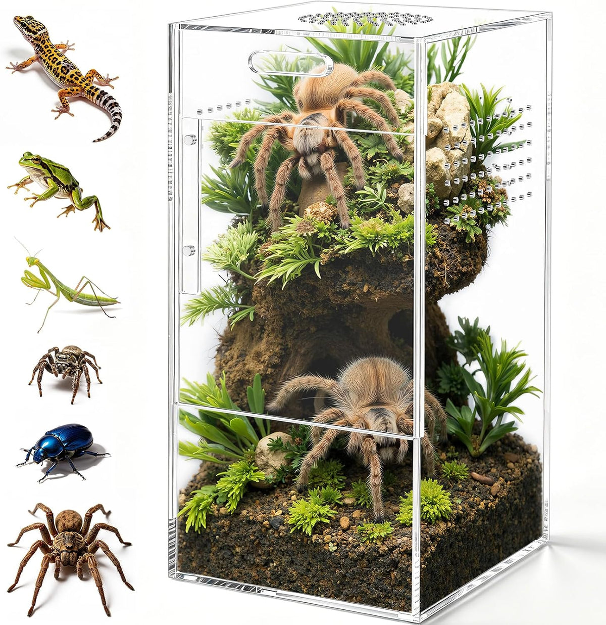 Pre-Assembled Jumping Spider Enclosure, All-Side Ventilation – Essentials for Reptiles And Amphibians - Large Vertical (5"×5"×10")