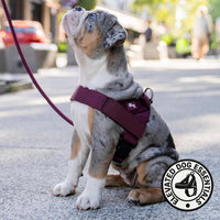 Dog Friendly Co. Dog Harness for Medium Sized Dogs – Essentials for Dogs - Burgundy / Medium - image 3