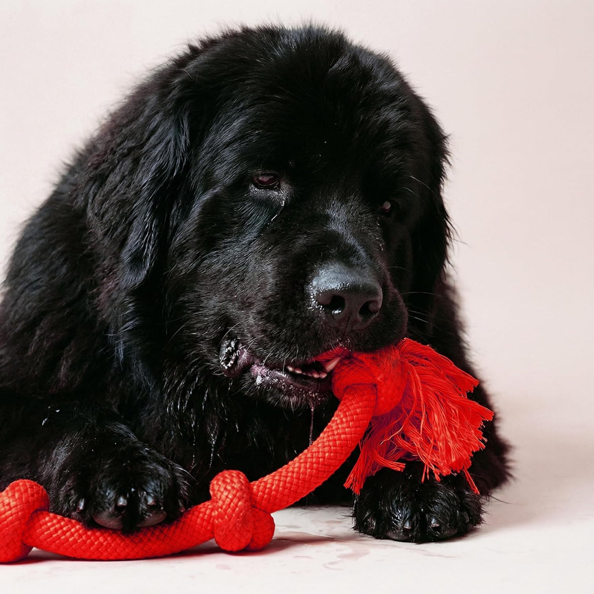Playology Tug Rope Dog Toys for Large Dogs, Peanut Butter Scent - Mega / Beef - image 3