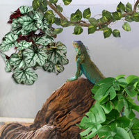 KATUMO Reptile Plants, Bearded Dragons, Lizards, Geckos, Toads - Green+white - image 4