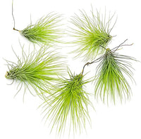 Air Plants - Tillandsia Andreana, Large 4-6" - 5ct - Live Arrival Gauranteed - House Plants for Home Decor & Gift