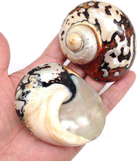 PEPPERLONELY 2 PC Hermit Crab Shells, Turbo Shells - 28#. African Sarmaticus Turbo Shell 2 Inch
