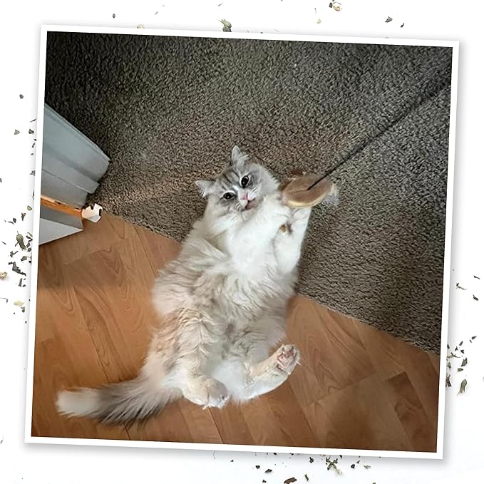 Meowijuana Jump 'n' Jamb Door Hanging Cat Toy Bundle | Funky Monkey + Happy Grass Blend | Refillable Interactive Catnip Toy | Promotes Play and Cat Health | Potent Catnip Grown in North America