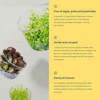 Ultum Nature Systems Alternanthera Reineckii Rosaefolia Red Stem Tissue Culture Live Plant for Aquarium, Aquascape, Freshwater Fish Tanks - 100% Snail Free in Vitro