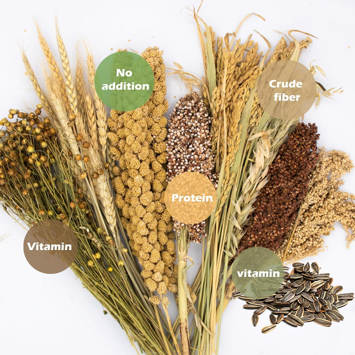 Natural Ear of Grain Flower&Herb Bedding Mate Habitat Decor - Harvest Wind - image 3