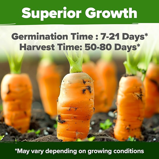 HOME GROWN 𝗨𝗦𝗔 𝗣𝗥𝗘𝗠𝗜𝗨𝗠 Rainbow Carrot Seeds – 2500+ Heirloom Seeds (10 Varieties) – High Germination, 𝗡𝗢𝗡-𝗚𝗠𝗢 Vegetable Seeds for Planting Indoors or Outdoor Home Garden