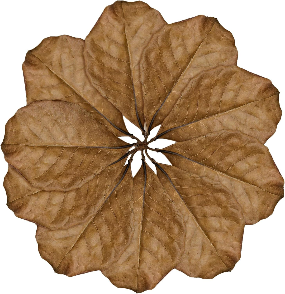 SunGrow Snake Leaf Litter - image 2