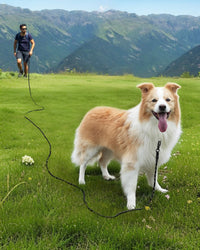 Joytale Long Dog Leash for Yard Tie Out & Recall Training - Black / 30FT - image 2