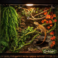Reptile Vines Plants for Terrarium - image 2