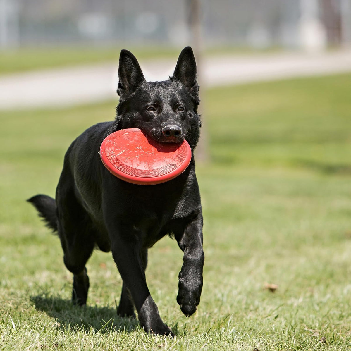 KONG Flyer, Natural Rubber Flying Disc Fetch Toy - Large (Pack of 1) - image 3