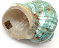 PEPPERLONELY 2 PC Hermit Crab Shells, Turbo Shells - 26#. Jade Turbo, "3 ~ 3-1/2" - image 2