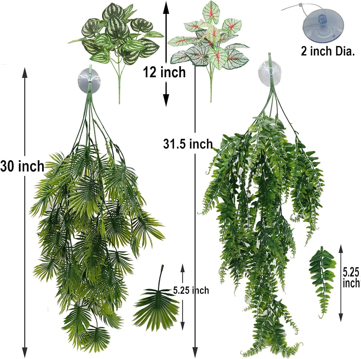 Reptile Plants for Bearded Dragon Tank Accessories - Group En - image 4