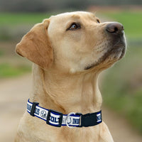 NFL Vikings Dog & Cat Collar - Indianapolis Colts / Large - image 4