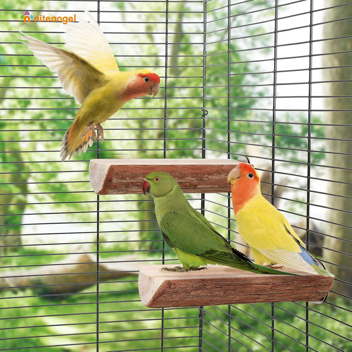 Niteangel Parrot Cage Perch, Wooden Platform for Birds – Essentials for Birds - 2 Packs - image 3