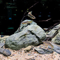 Aquarium Stone Green River Rock 40LB Rocks aquascaping Fish Tank Decor Rocks for Aquariums Fairy Gardens Model Railroads Dioramas Wargaming Mosaic Art（4-10inch / 7PCS）