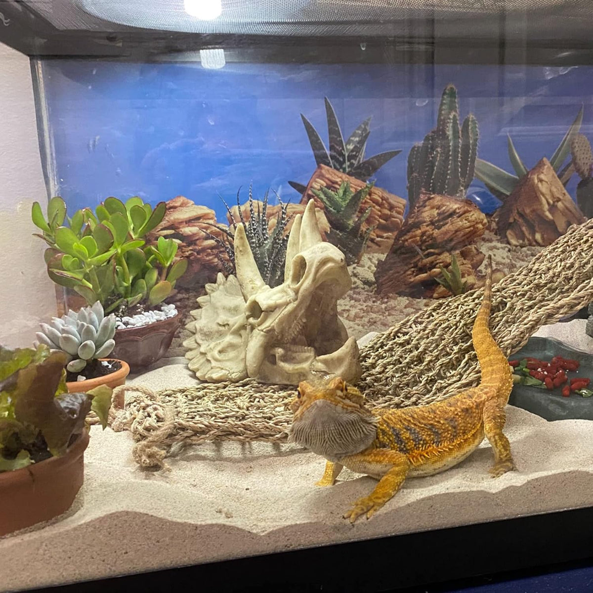 kathson Reptile Resin Dinosaur Skull Decoration Bearded Dragon Tank - Type：Dinosaur - image 2