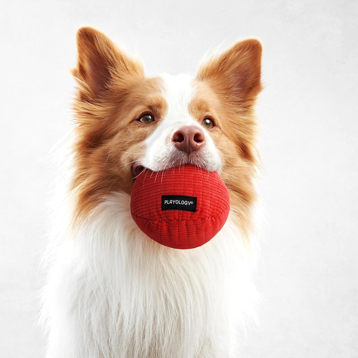 Playology Durable Plush Bone Toy, Squeaky Bone, Jumbo - Medium Ball / Beef - image 3