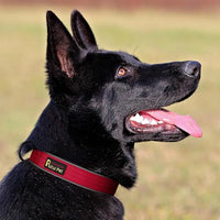 Plutus Pet Tactical Dog Collar, Reflective, Adjustable Heavy Duty Dog Collar, Soft Padded and Comfortable, for Small Medium and Large Dogs (Red, M)