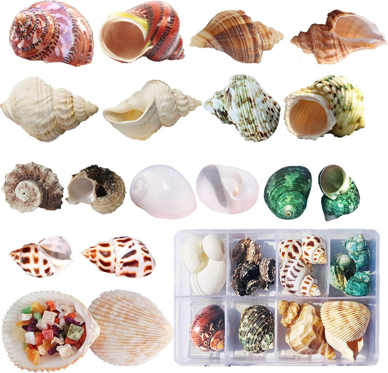SINKOO 17PCS Hermit Crab Shells