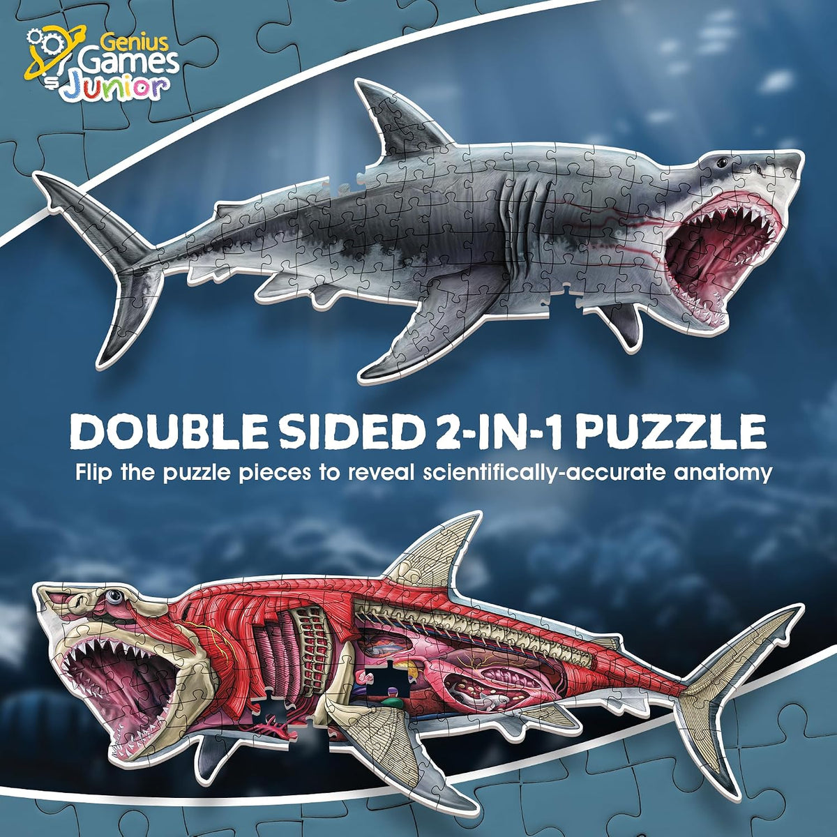 Genius Games shark anatomy floor puzzle showing a great white shark and its anatomy - view 17