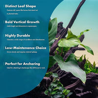 Live Plants – Anubias Hastifolia (Anubias hastifolia) – Low to Moderate Light, Medium to Dark Green Arrow-Shaped Leaves, Midground to Background Tank Placement - Pot, 3 Pack