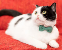 Collar for Cat Pet Breakaway with Bell Bowtie Detachable Bow - Christmas-B - image 4