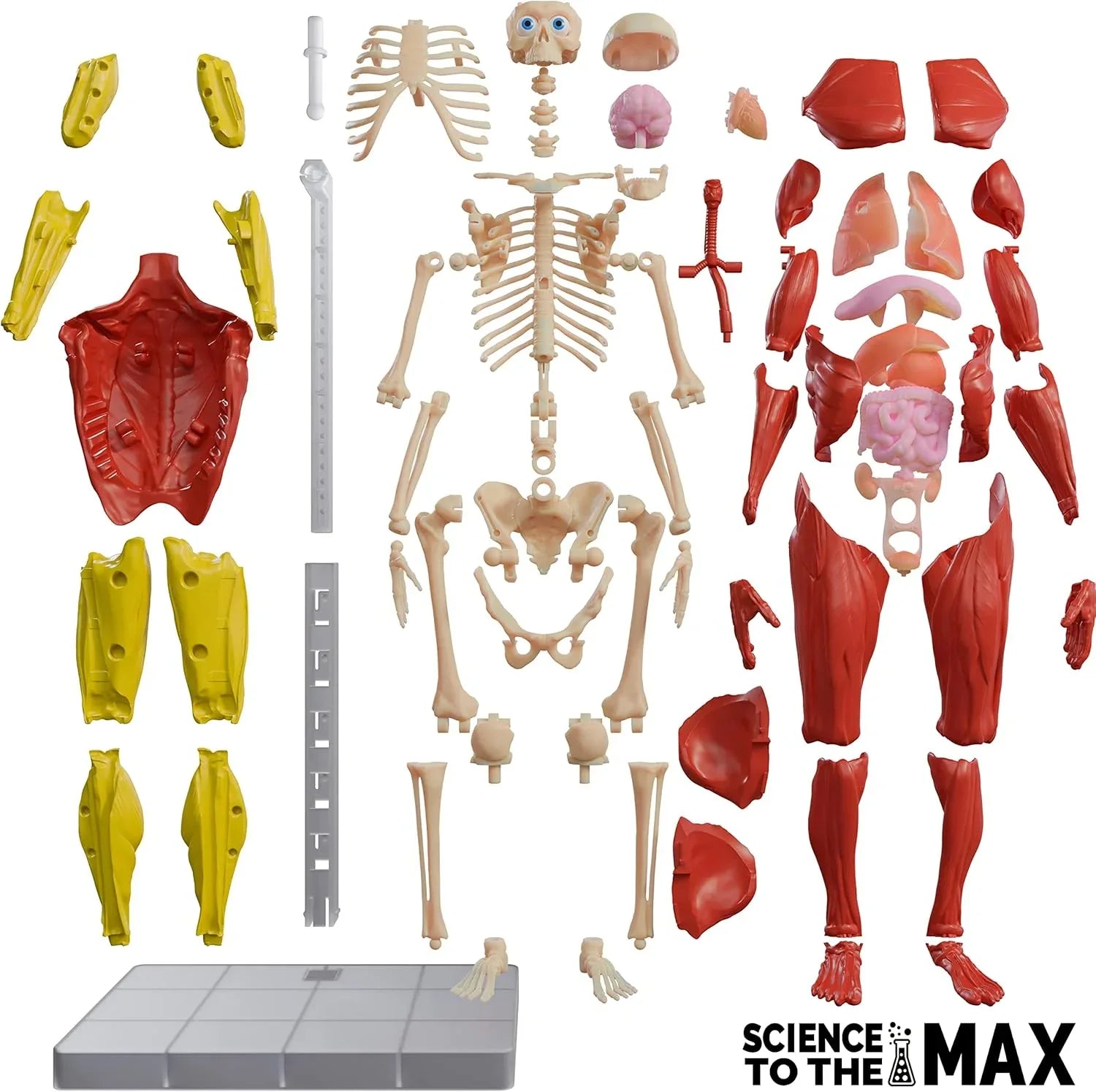 Science to The Max Interactive Human Body Fully Poseable Anatomy Figure - 14” Tall - BIG FRENCHIES