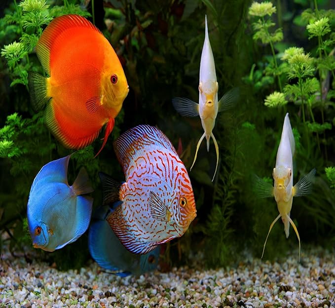 Aquatic Foods Inc. Premium Community Tropical Fish Flakes. All-Around Flakes for Tetras, Livebearers, Anglefish, Cichlids, Goldfish, Guppies 2-Type Pellet Mix & 4-Type Wafers Included...1/2-lb Bag