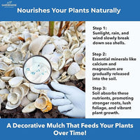 Natural Organic Sea Shell Mulch for Gardens and Landscaping – Decorative and Nutrient-Rich, 0.5–3-Inch Shells, Perfect for Indoor and Outdoor Use (2 CF - 56 L - 60 QTS)