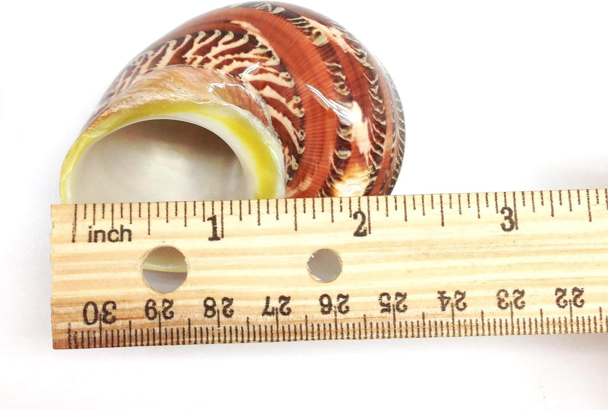 PEPPERLONELY 2 PC Hermit Crab Shells, Turbo Shells - 12#. Mixed5, 3pc 2-1/4" ~ 3" - image 4