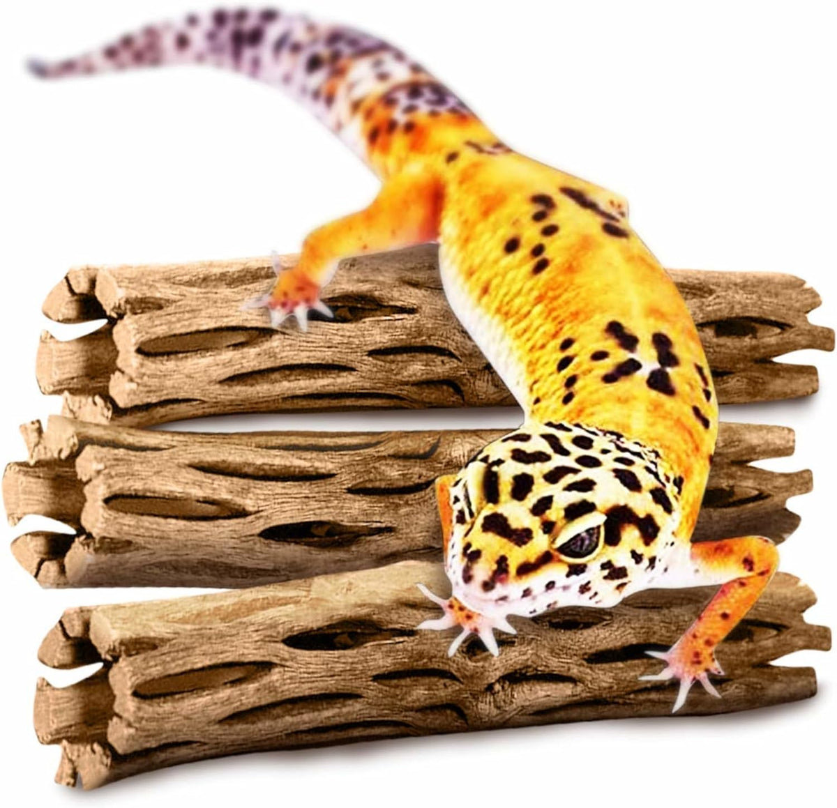 SunGrow Leopard Gecko Cholla Wood, Create Basking Spot - 6 Pack - image 2