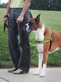 PetSafe Easy Walk Deluxe Dog Harness, No Pull Dog Harness - Medium/Large / Apple Green - image 2