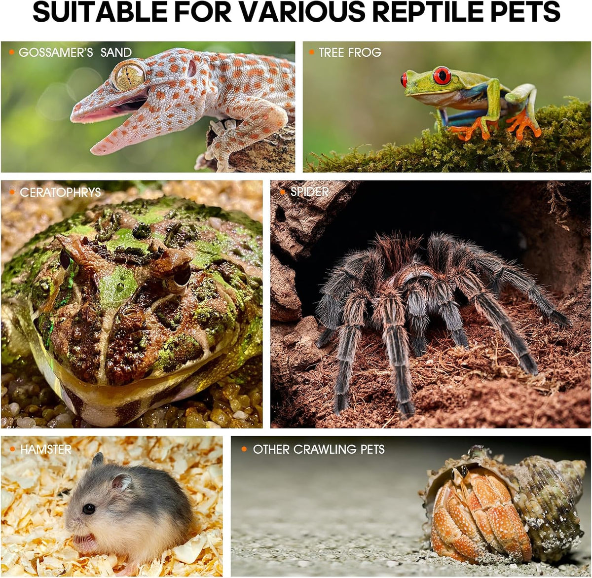 Acrylic Jumping Spider Enclosure, Insect Terrarium for Spiders - Small (Pack of 3) - image 4